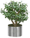 Planter Pots
